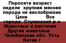 Поросята возраст 4 недели, крупная мясная порода(не вислобрюхие ) › Цена ­ 4 000 - Все города, Ступинский р-н Животные и растения » Другие животные   . Челябинская обл.,Усть-Катав г.